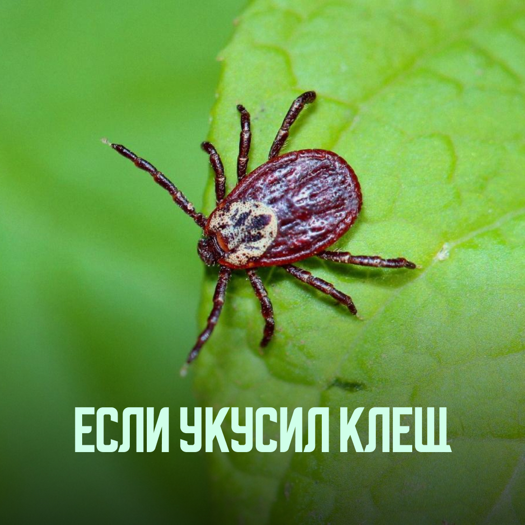 Новгородцам рассказали что делать при укусе клеща.